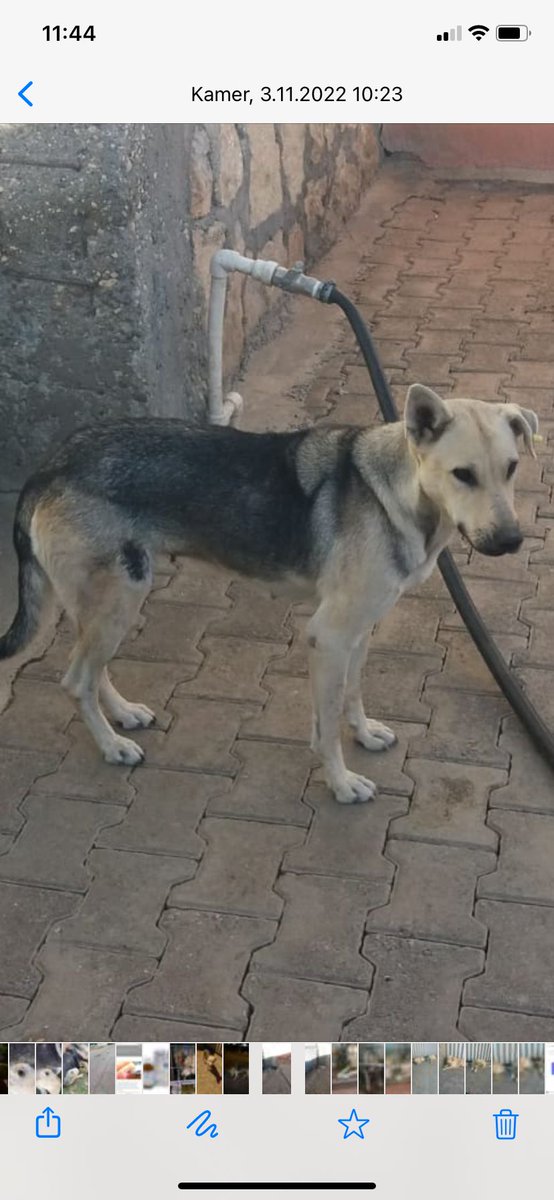 Kayıp köpek
İçerenköy/ İstanbul
4yaşında, dişi. Adı Kurt. Saldırgan değil. İçerenköy camii, bostancı sanayi civarında kaybolmuş. 
İletişim: 05054743199