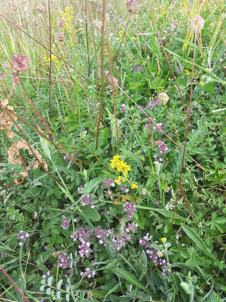 Janetalkstrees's tweet image. Good planning to take the team to consider calcareous grasslands on the Summer Solstice @RowantNNR @NEThamesSolent