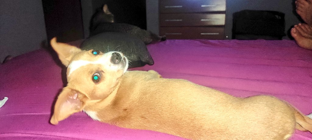 Bona nit a totes i tots!! 🥰😍🥰
La setmana que ve fara un mes que aquesta coseta 🐶💞Falduket, va arribar a casa, vaig empendre la misió de cuidar-lo mimar-lo i fer que fos él més feliç del món!! 
El temps dira si ho consegueixo!! ❤️🐶❤️
PUTA ESPANYA ARA I SEMPRE