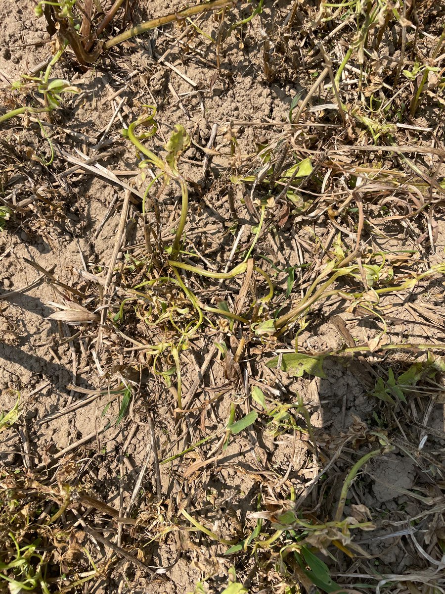 Lontrel XC+ Destra IS+ Atrazine+ Roundup combo, one pass after 1st cut and no-till corn, taking out some pretty tough to kill perennials. 14 DAA. <a href="/CortevaCA/">Corteva Canada</a> <a href="/gracej7/">Grace Jones</a>