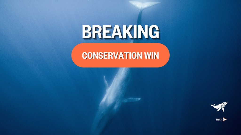 Sea_Legacy's tweet photo. Join us in celebrating the end of Iceland’s Fin Whale Hunt! Our ocean’s whales now find safe passage through Icelandic waters and can continue to feed our marine ecosystems!
📸 by @cmittermeier
@paulnicklen @andymannphoto @JuliaKJackson, @captPaulWatson @HardtoPort
#SaveTheWhales https://t.co/IFLQWrgvJS
