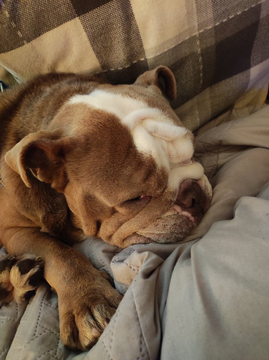 jamesandm's tweet photo. @stephaniemain2 Yep got a dog 😂 https://t.co/itHEdKCqUC