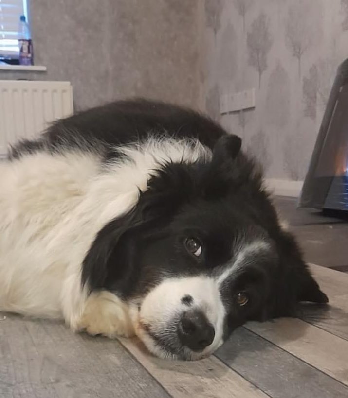 leighmusicangel's tweet photo. Please Help
#FindScamp seen near #CatherineDeBarnes and #ElmdonPark ♥️
@ElmdonParkGolf @ElmdonPark @CatneyCricket @SolihullPolice @sar_dogs @AerialImpact @BhamDogsHome https://t.co/fbzLZcV2bA