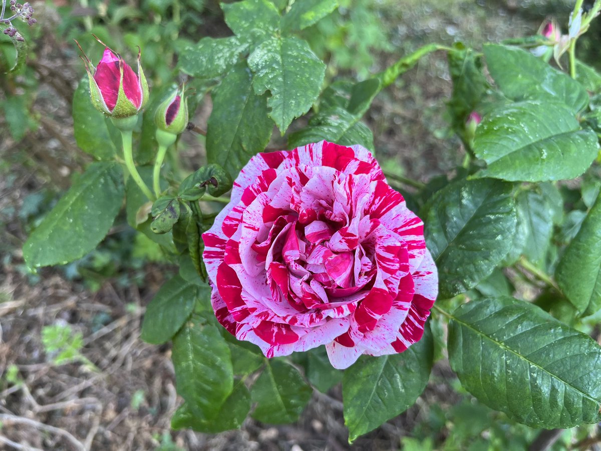 Sometimes our faults can also be our greatest strengths. #WritingCommunity #WritersofTwitter #readingcommunity #Archaeology #Heritage #raspberry #ripple #rose