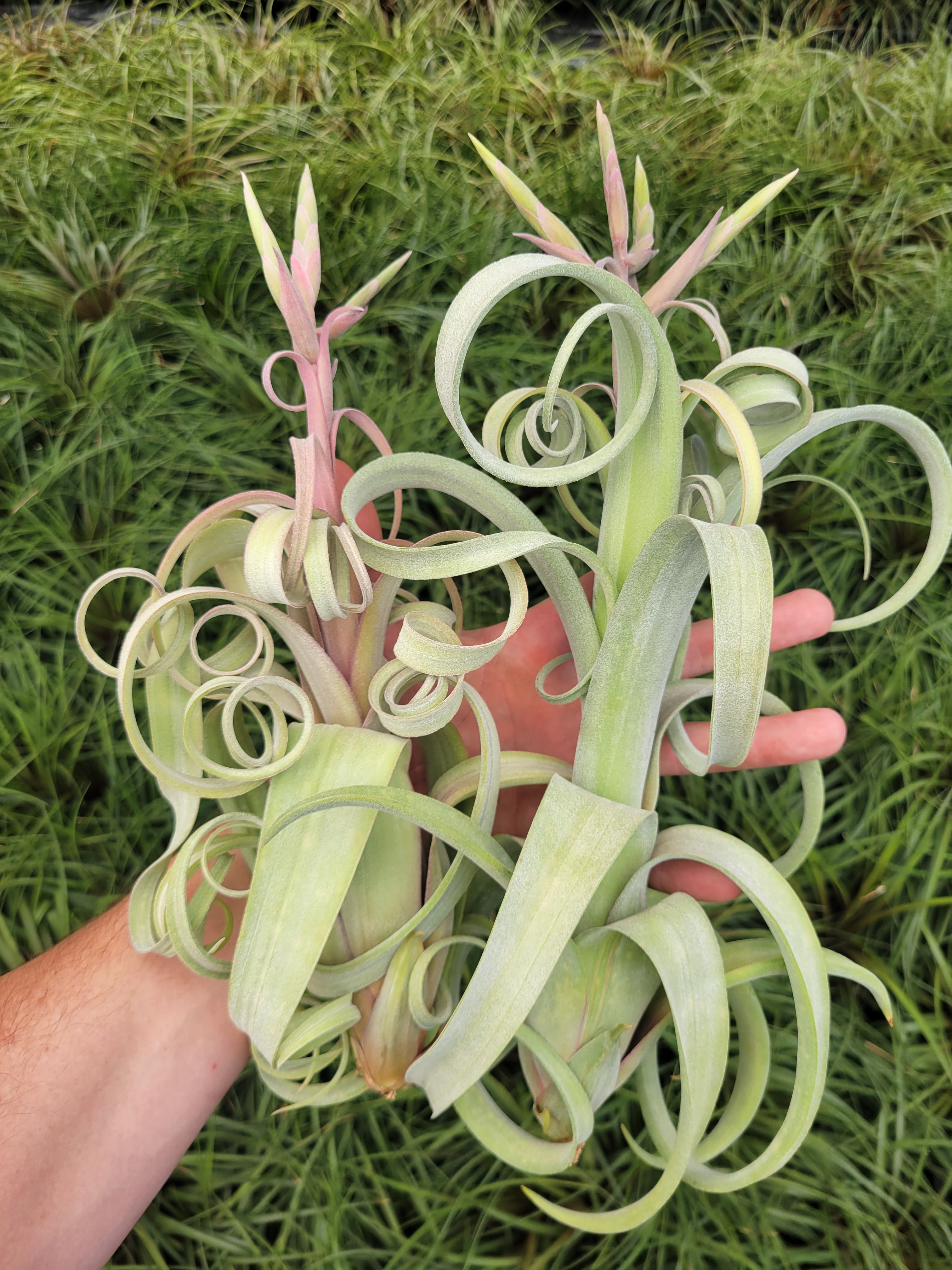Rainforest Flora (@rainforestflora) / X