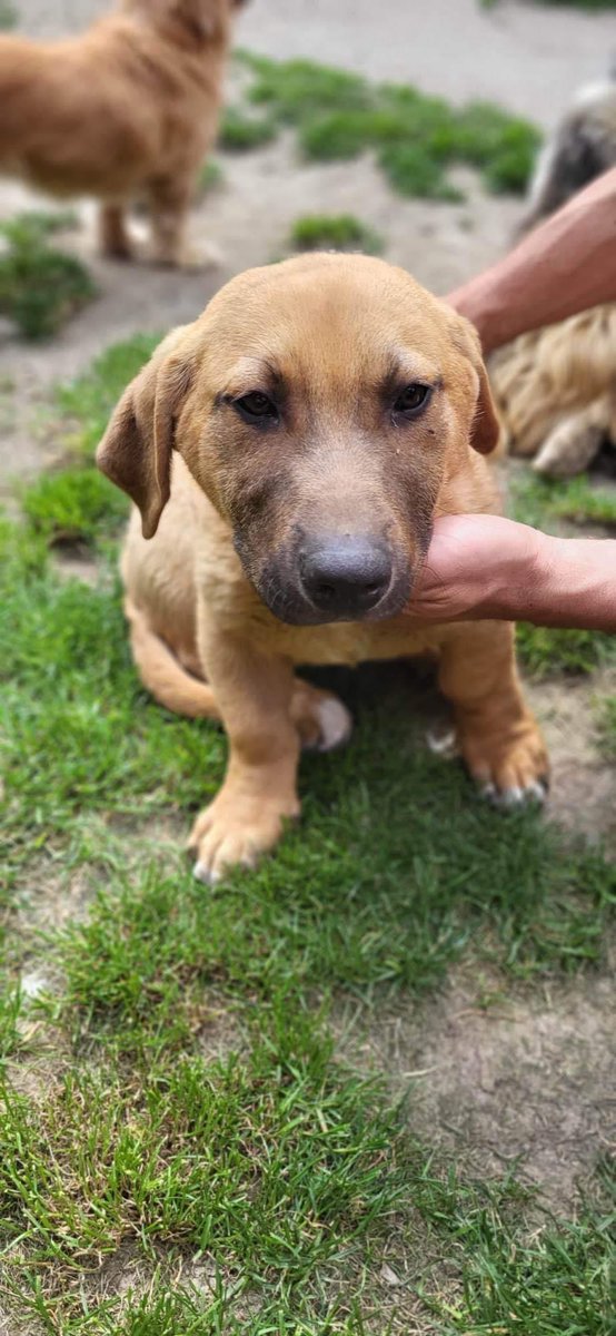 EverMore Dog Rescue on Twitter "LEO 🏡💙🐾 Looking for his forever home