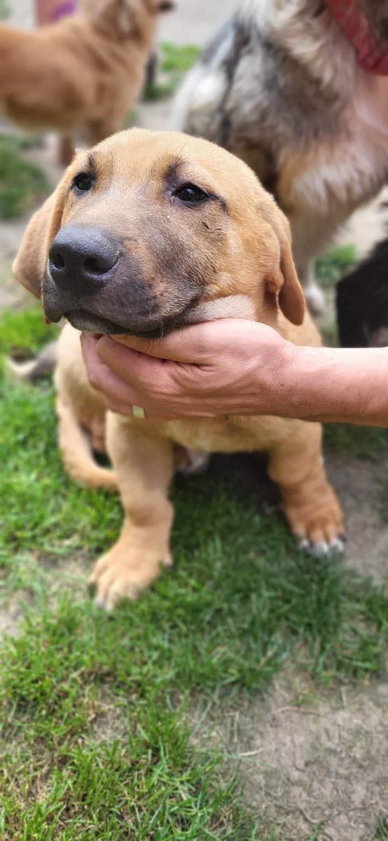 EverMore Dog Rescue on Twitter "LEO 🏡💙🐾 Looking for his forever home