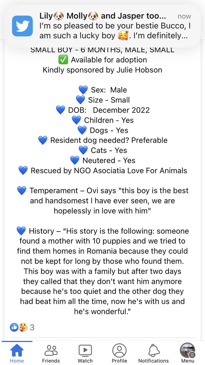 EverMore Dog Rescue on Twitter "LEO 🏡💙🐾 Looking for his forever home