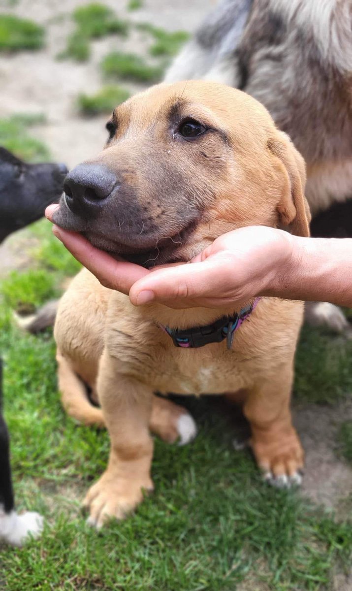 EverMore Dog Rescue on Twitter "LEO 🏡💙🐾 Looking for his forever home