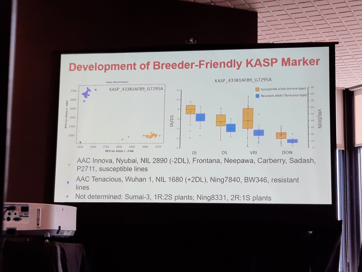 WheatSingh's tweet photo. Raman presented our exciting work on the development of breeder friendly makers for #FHB Resistance from AAC Tenacious. Work funded by @ABInnovates and @ABWheatBarley @AAFC_Canada @AgronomyCanada @phytopathca #GeneticsAtWork #CanTrisociety2023 #Ottawa https://t.co/RA0uvTYEma