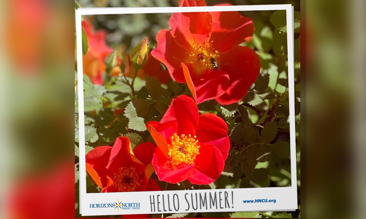HNCU's tweet photo. It’s #NationalYardGamesDay and the first day of Summer! 🌷 Time to get outside, gather your friends, and enjoy some time in the yard. Enjoy the sun, while the rain takes a break! 🌞  We hope everyone has a great rest of the week.  #HNCU #BetterBanking #CreditUnion #hellosummer https://t.co/SmLGzNKxRG