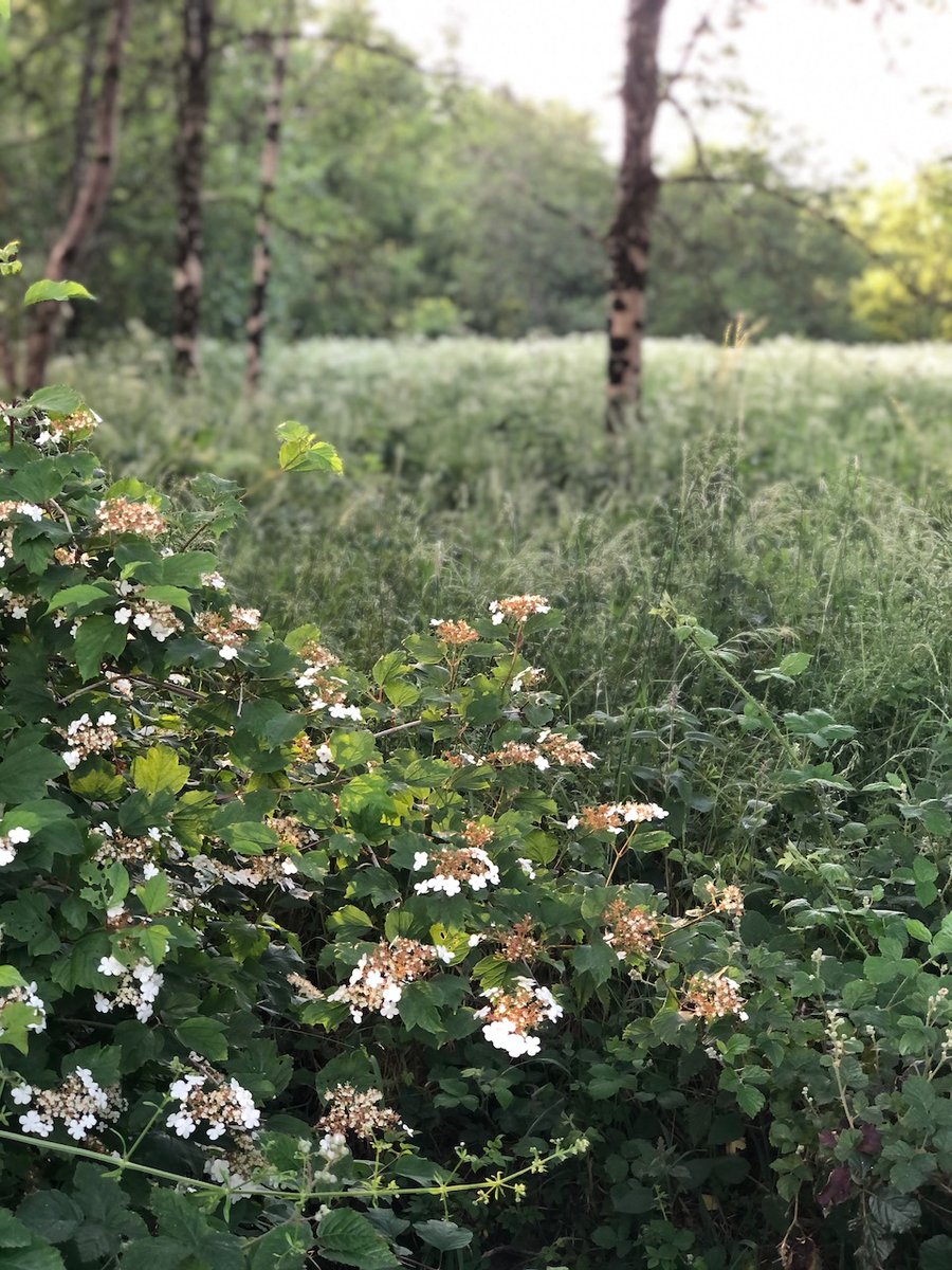 CrossParks_'s tweet photo. Rubus Fruticosus (blackberry) and Anthriscus Sylvestris (cow parsley) in English meadows in mid June. #EnglishMeadows #EnglishWildPlants #Devon #Spring https://t.co/9bvVm2CDXl
