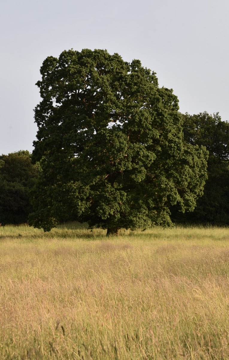 CoLEppingForest's tweet photo. A midsummer night’s stroll in #EppingForest…
#Midsummer #summer2023 #SummerSolstice2023 #SummerSolstice https://t.co/QWeGuv12bB