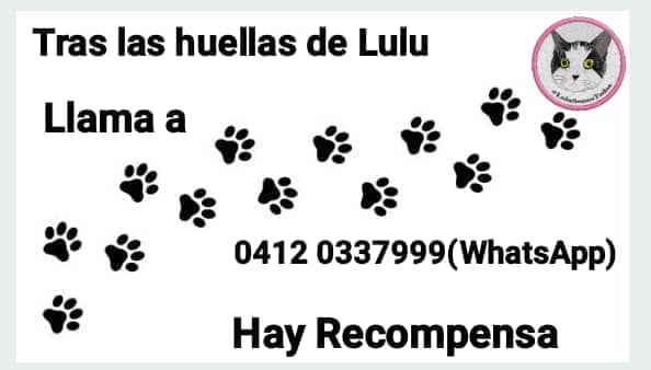 Gracilaria235's tweet photo. #21Jun #IsolinaRamirez eres bien irresponsable al no responder por #Lulu. Se les pagó mucha plata por el traslado de #Lulu y en menos de 40 horas ni siquiera días, la desapareces y de paso no buscas y entregas a la gata #LuluSomosTodos #LuluEsDeTodos #Seguimos #DevuélvanALulu https://t.co/iDkpvWNciO