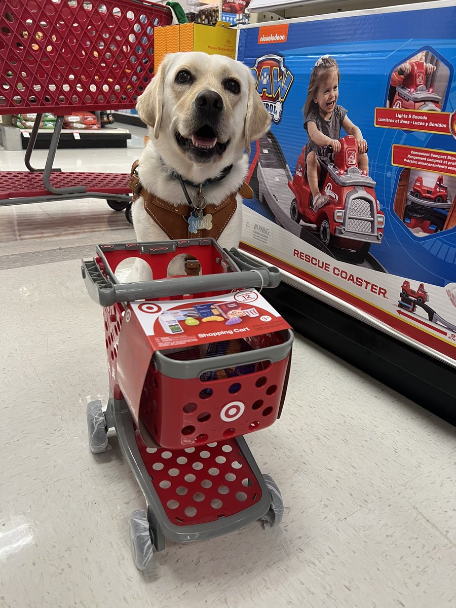 DailyNoriPics's tweet photo. Who knew target had the perfect cart size for me! Now I can buy all the toys I want! #ServiceDog https://t.co/BTL7QsTbgH