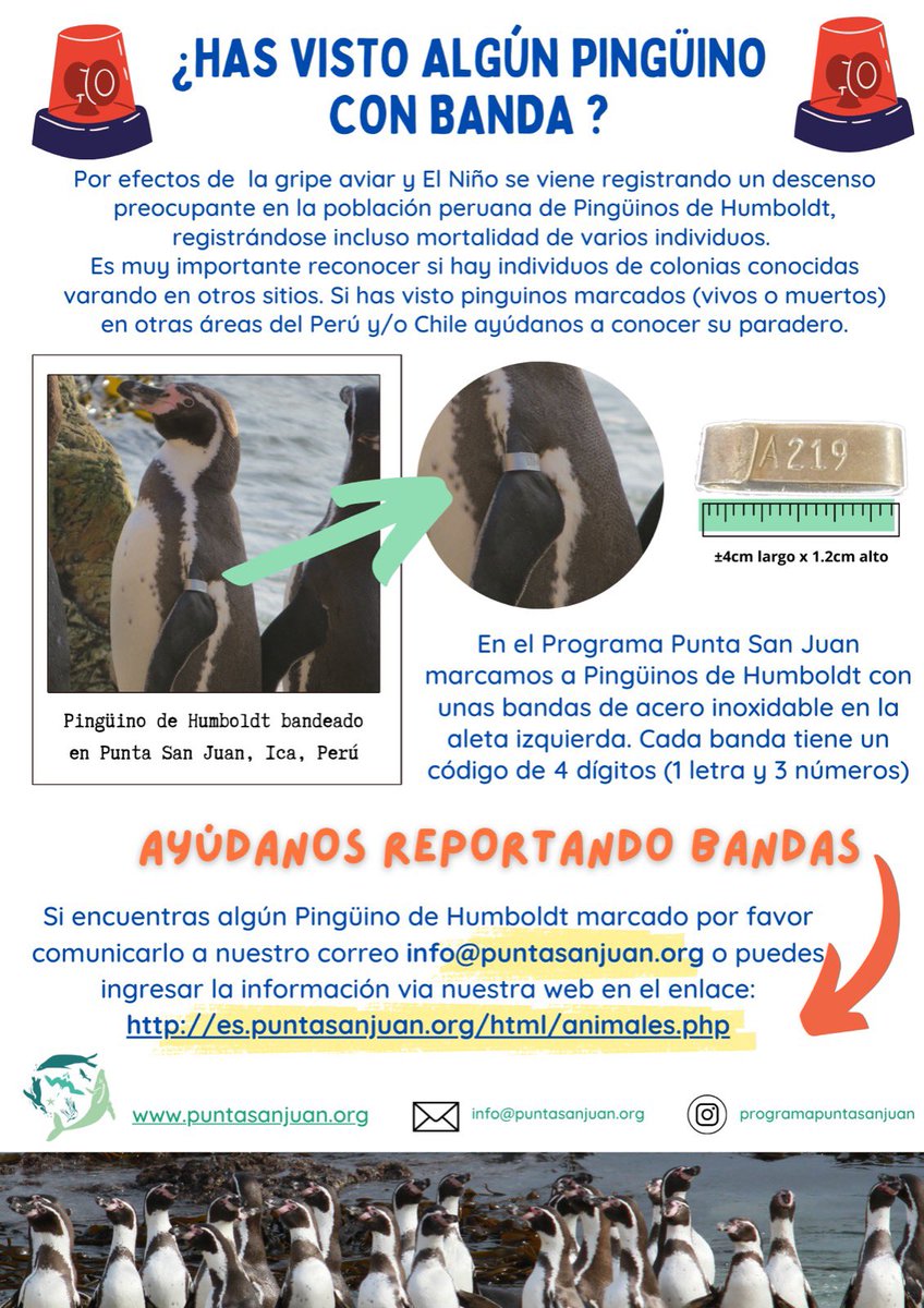 🚨Los pingüinos de Humboldt de #PuntaSanJuan se han dispersado y están desaparecidos. Necesitamos tu ayuda para encontrarlos, si observas a algún pingüino con banda vivo o muerto, puedes reportarlo en nuestro correo info@puntasanjuan.org  o en este enlace: es.puntasanjuan.org/html/animales.…
