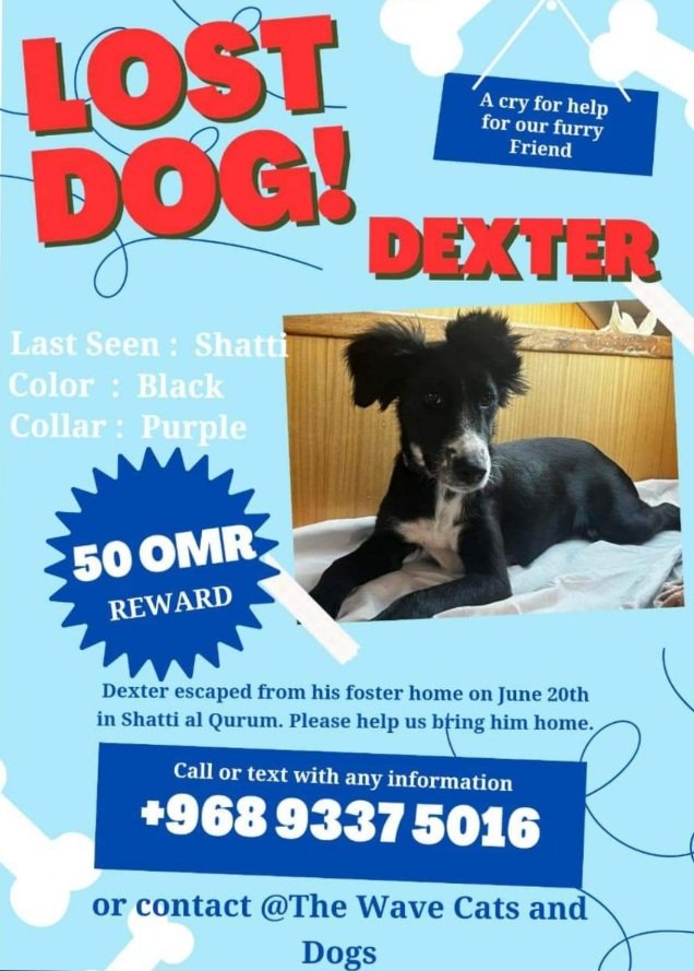 Thank you to everyone for sharing my tweet. Let's keep on spreading the word in the hope we find him. X
#FindDexter