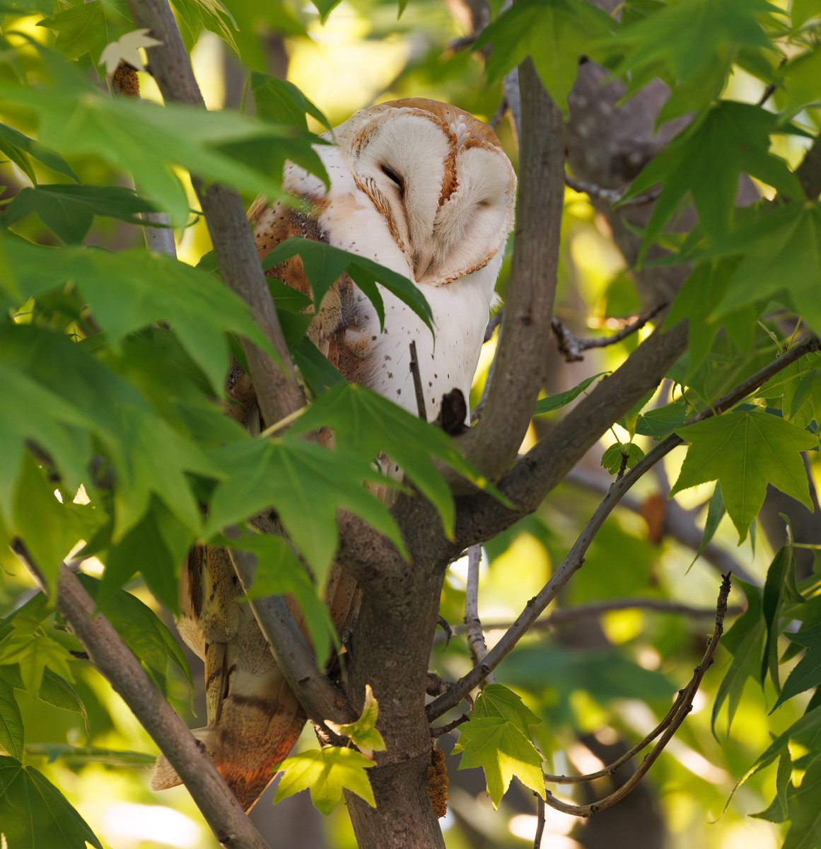 Sleepy. 
#BarnOwl