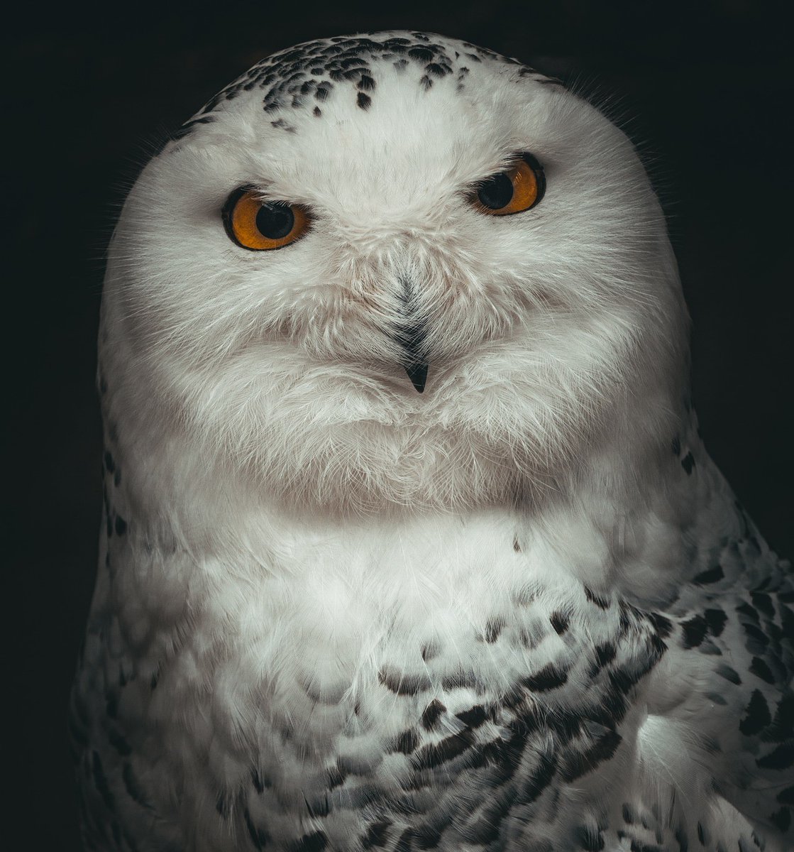 Blanche is not at all sure about this #summer stuff!

#whiteowl #snowyowl #owlsome #Vermont #radio #mystery #shortstory #mysterywriter #cozymystery #cozywithatwist
