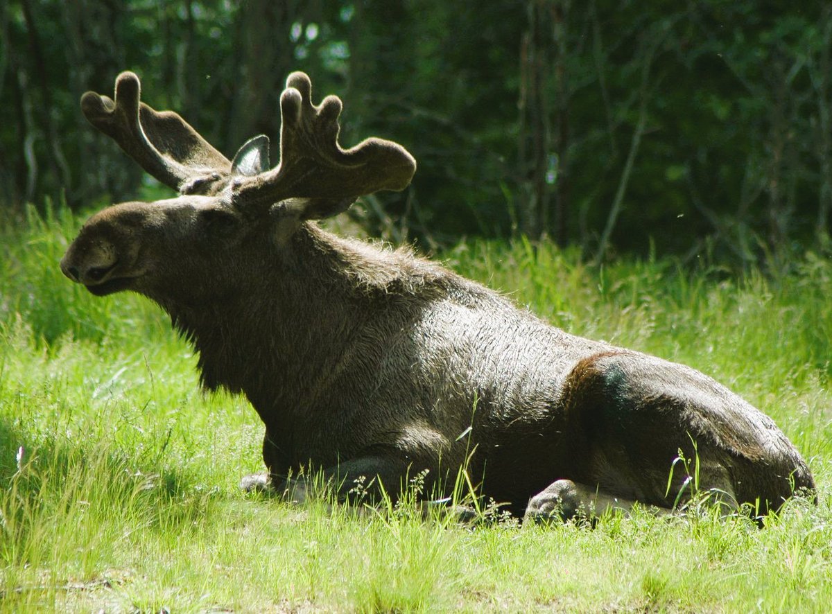 NEW MOOSE ON MONDAY!

Charlemagne wants you to put some #sunscreen on his back!

#moose #Vermont #radio #mystery #shortstories #mysterywriter #cozymystery #cozywithatwist