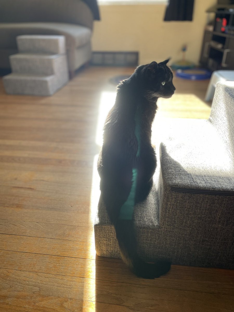 Decisivelyjules's tweet photo. My Luna 2005-2023. I will never stop missing you sweet girl. https://t.co/43qunpEyAF
