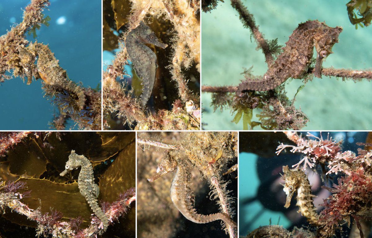 Six splendid seahorses from Sydney Harbour #marineexplorer (Hippocampus whitei) #threatenedspecies @woollahramc  w Josh M