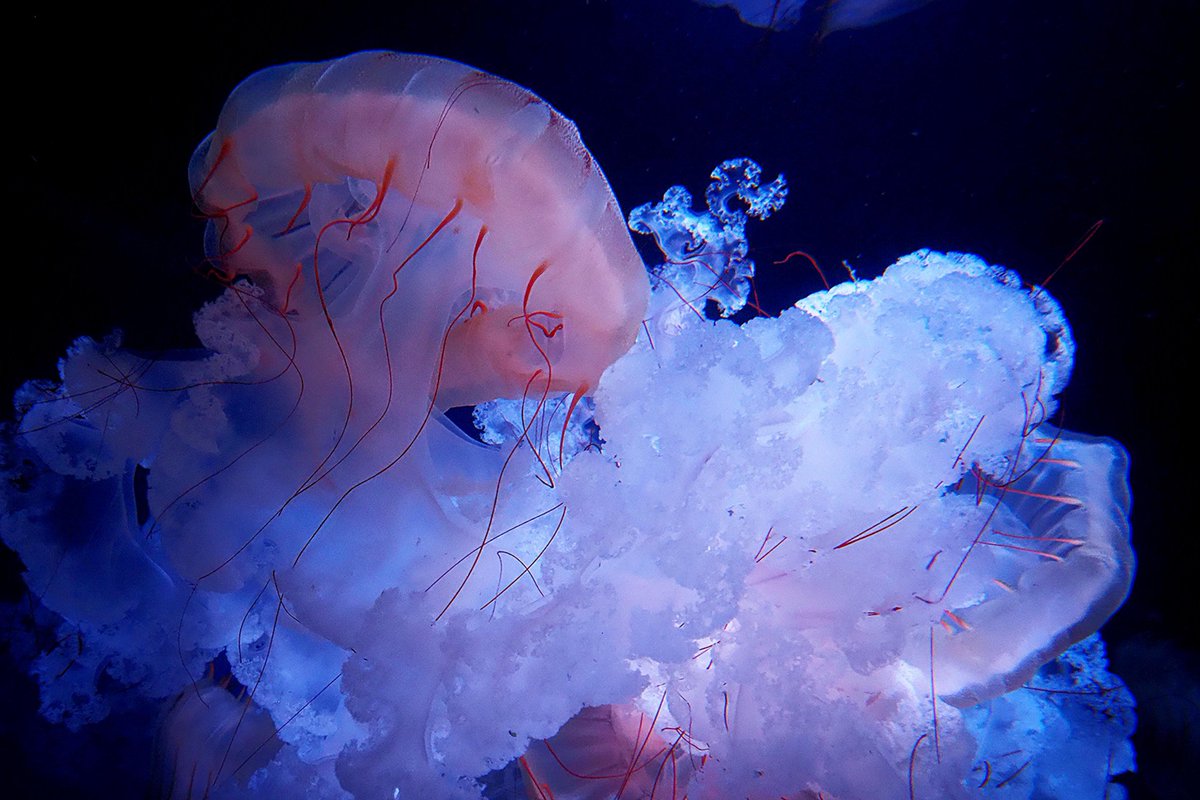 推しクラゲ

クリサオラプロカミア
このクラゲの水槽の前にずっと居たい🤤

#写真
#photo
#写真好きな人と繫がりたい
#写真撮ってる人と繫がりたい
#新江ノ島水族館
#えのすい
#aquarium
#クラゲ
#jerryfish