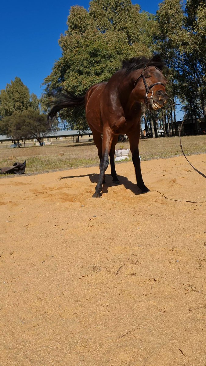 WetNoseARC's tweet image. Smile for the camera 📷 
#animals #cute #wetnose #horses