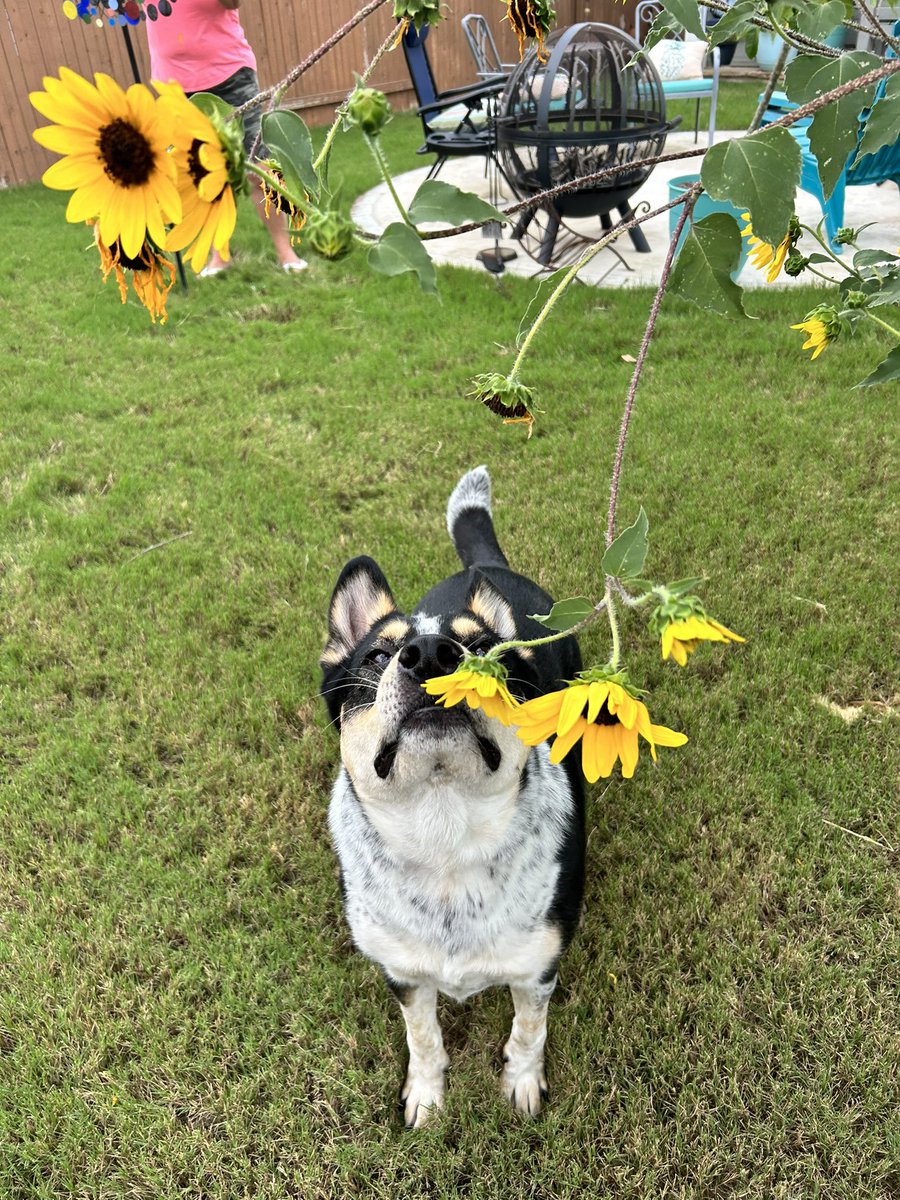 This is Harvey and he likes to stop and smell the flowers 🌻 and all the toys that mama hides his treats in