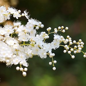 6月22日の花個紋【枝庭七竈】
【個意ことば】前進
はじめの一歩の大切さを知っている人

#366日の花個紋
#366日のバースデーシンボル