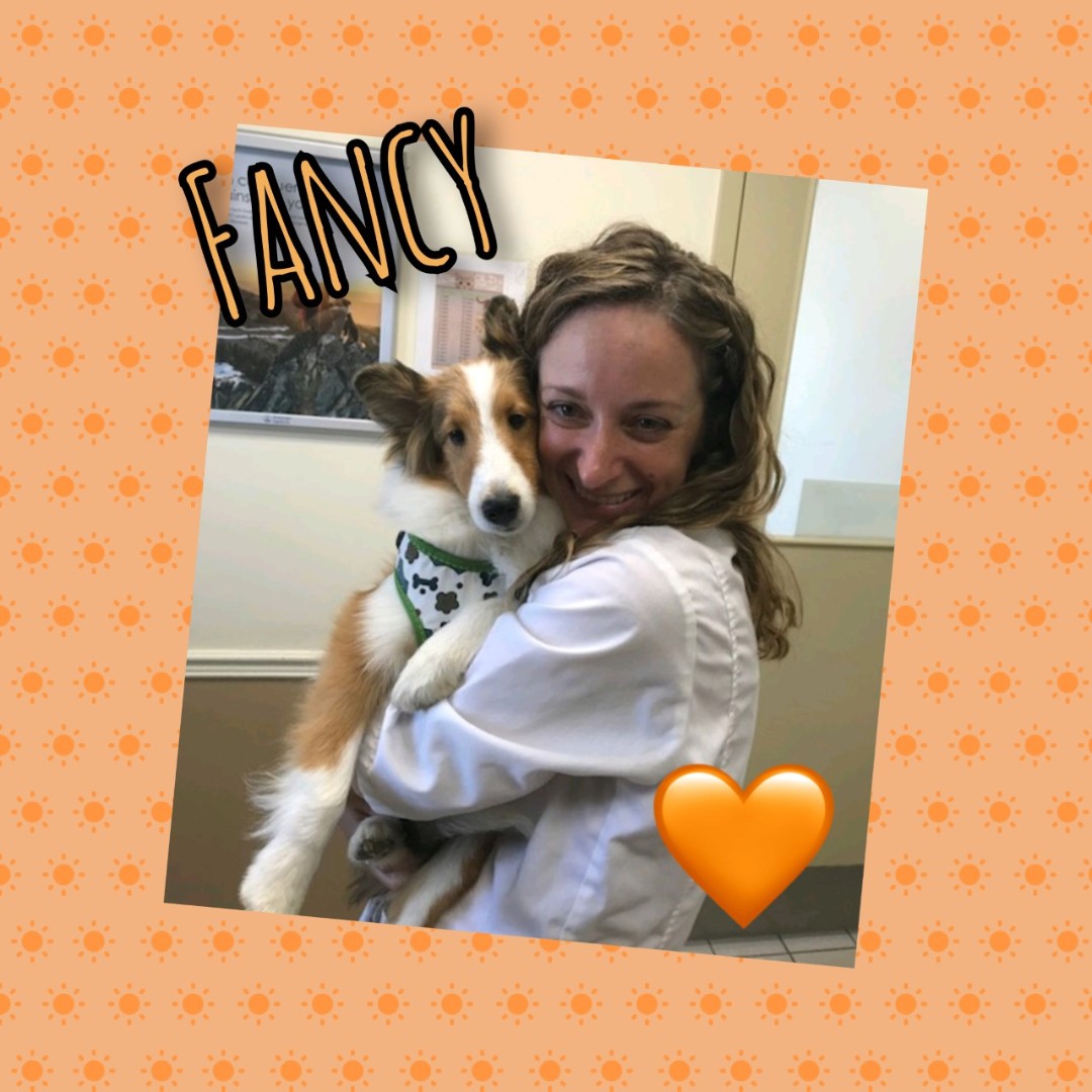 Introducing Fancy! She had a great visit with Dr. Ouellet! 
#Petoftheday #kingston #ontario #24hrhospital #afterhoursvet #veterinarycare #petcare #animalhospital #24hour #princessanimalhospital #kingstondowntownanimalhospital