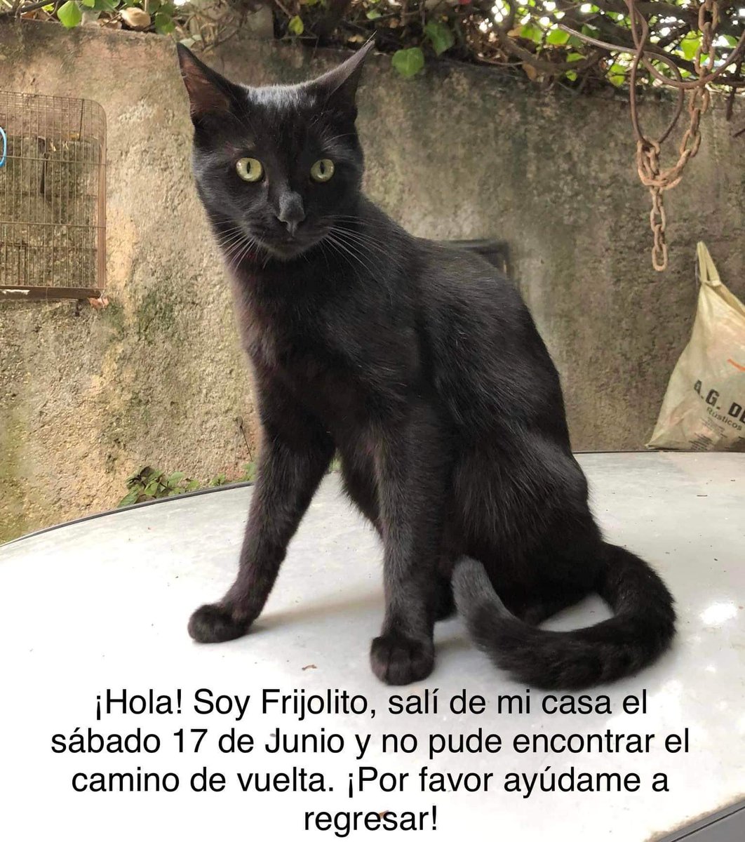 maragritte's tweet photo. @MascotasSismo Lo estamos buscando en Magdalena Contreras, colonia El Toro. Nos ayudan a difundir? 🥺✨ https://t.co/zwoaeO091d