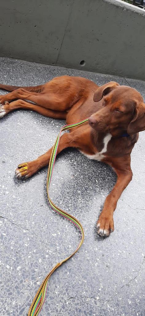 manosdelosangeles tweet media