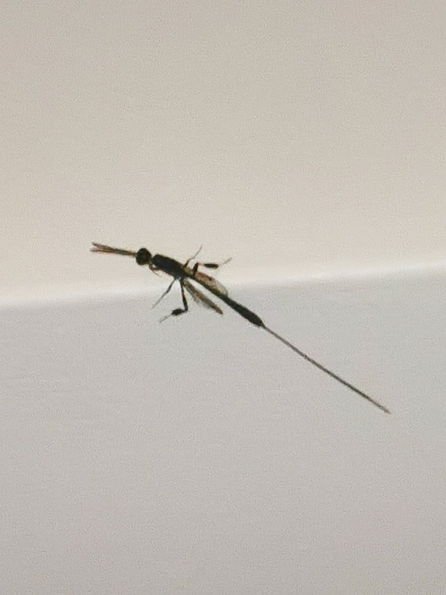D00dlegum's tweet photo. Anyone know what this little fella is? #whatisit #bugs #insects @wildflower_hour @WildlifeMag @_WildYourGarden https://t.co/BaA0LiVqDK
