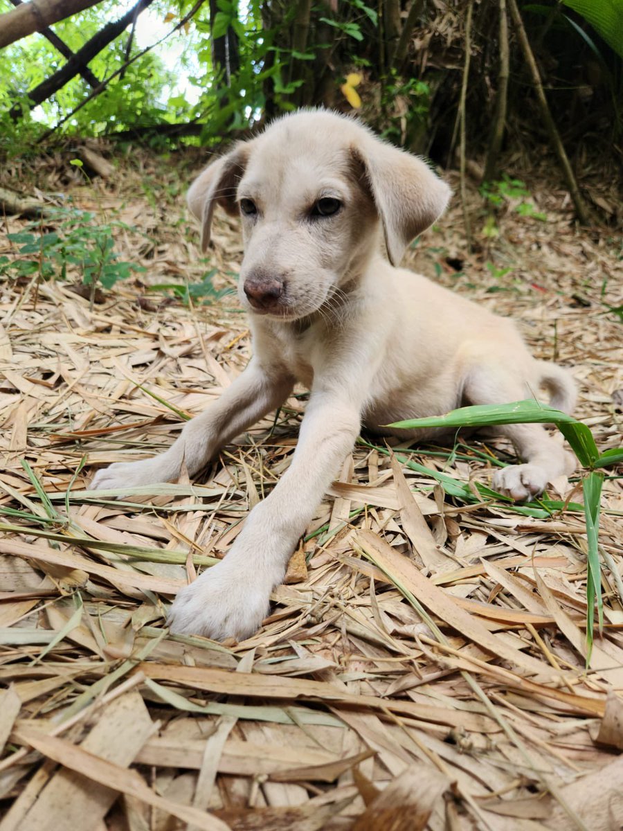 Dumped to die alone. It was taking every ounce of strength his tiny body had to sit.
When we approached him he wobbled &amp; stumbled when he tried to come towards us. 
Right now receiving the emergency care he desperately needs. 

We have named him Ezekiel. He needs a miracle…..