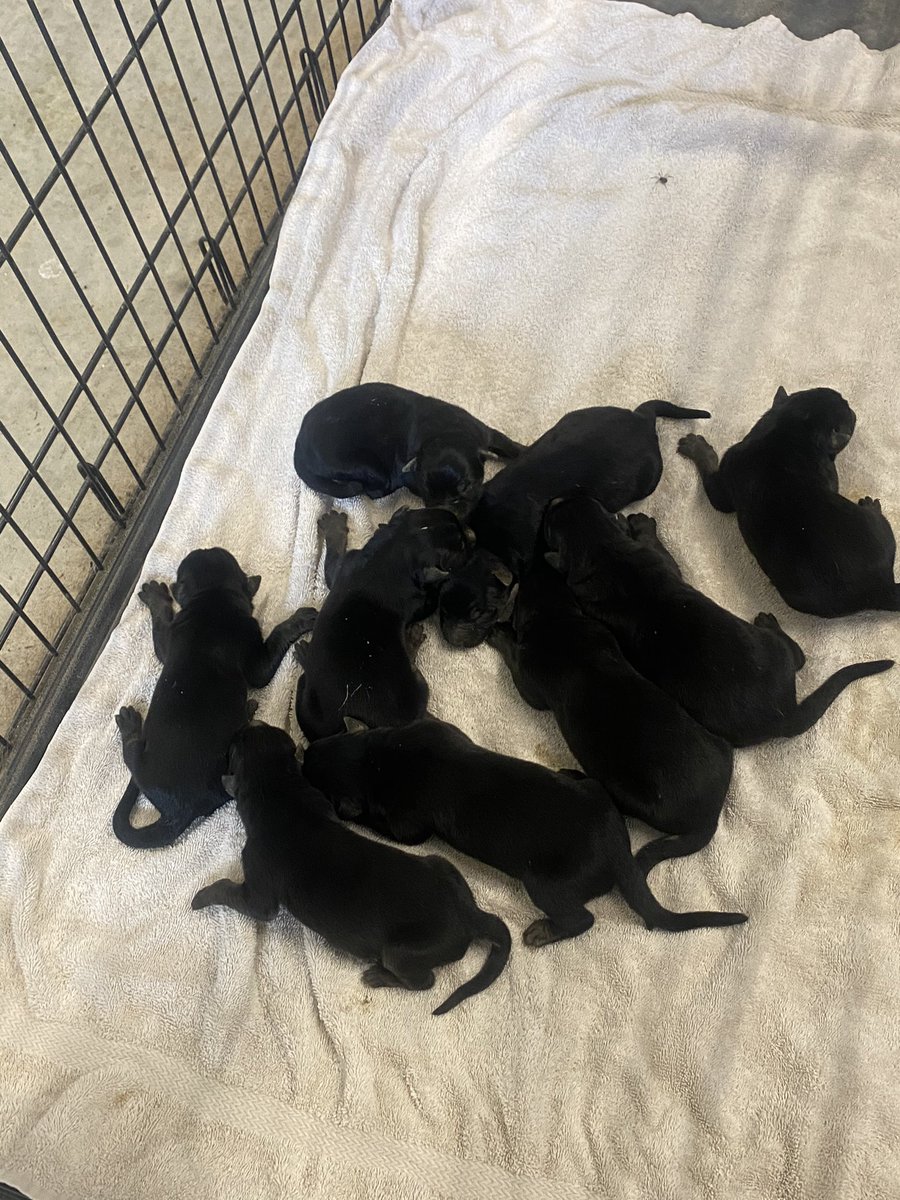 flippaGates's tweet photo. We got more puppies!! 🐶 full blooded German Shepard puppies for sale! DM me if interested ‼️ https://t.co/0lCP9EDcMS