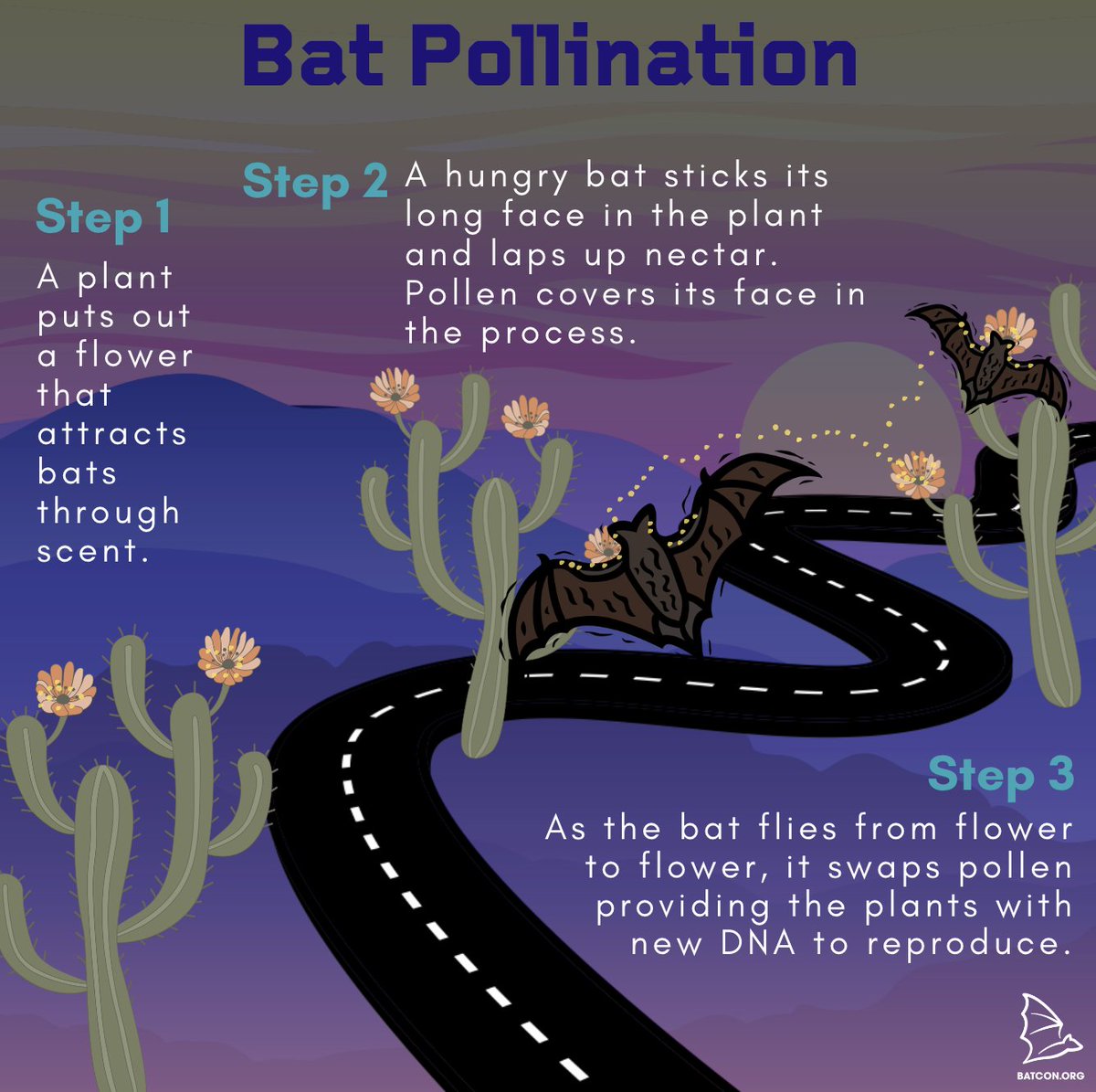 Don't forget about the night shift! Bats are hard at work pollinating plants after dark. In fact, some plants have even evolved special flower shapes that reflect the bats' echolocation better, enabling the bat to find the flower easier. 🌸 #PollinatorWeek