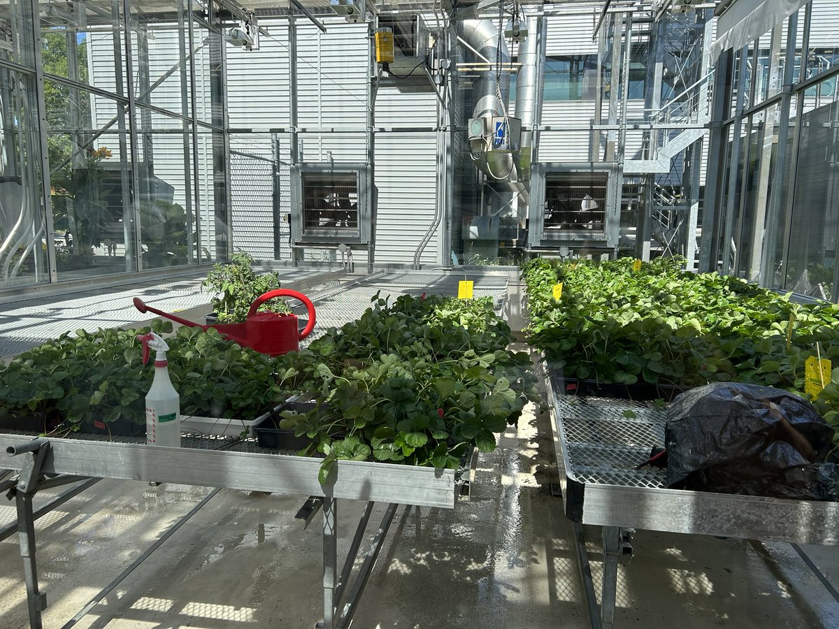 Nice visit to the U Laval greenhouses after #cspb2023 meeting. Thanks @ulcriv for the tour