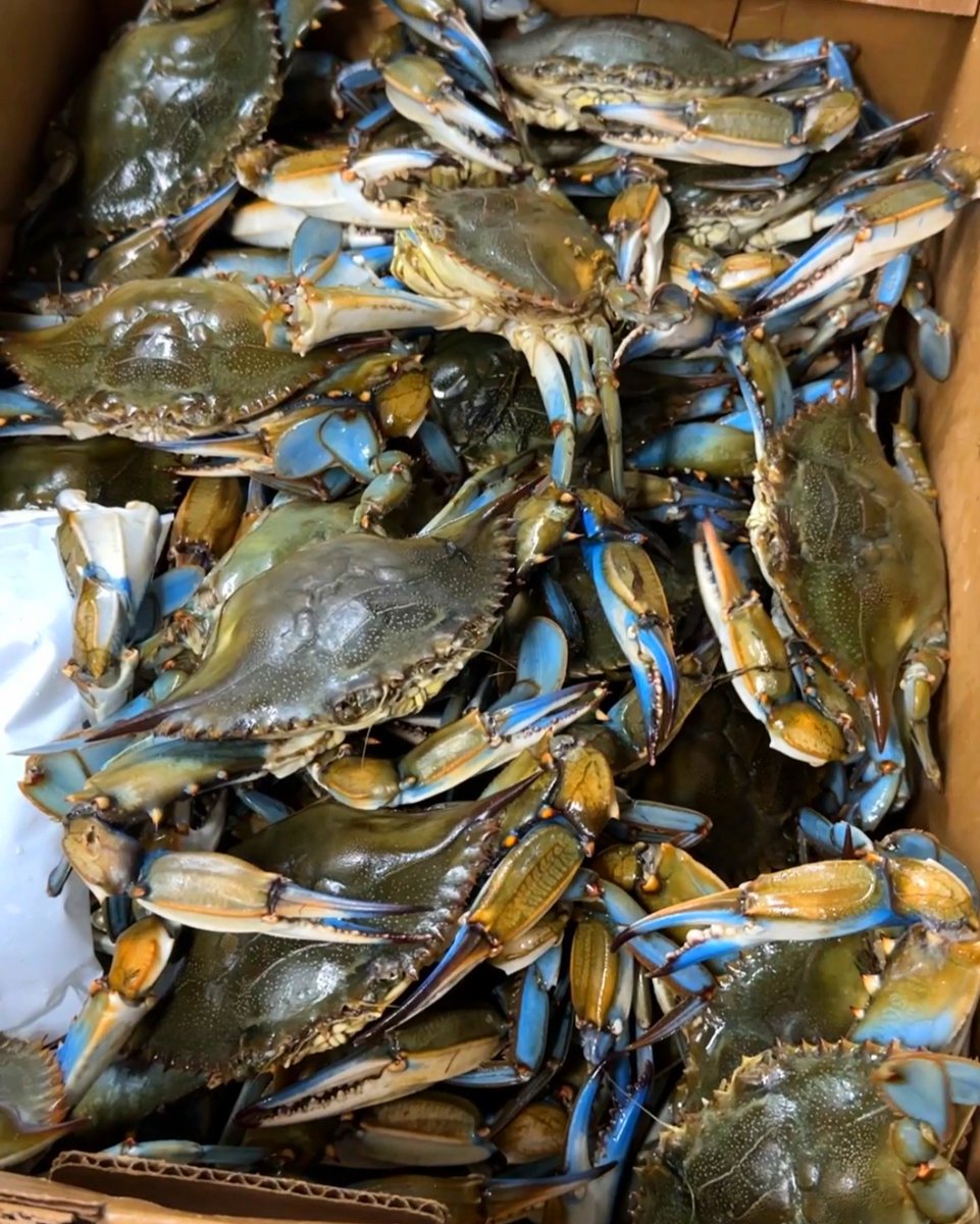 Beautiful and blue! 🦀 #costasinn #baltimoreeats #baltimorefoodies #visitbaltimore