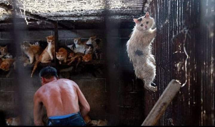 Yulin, China 21 June 😔

Yulin started today. The locals in China will celebrate the summer solstice when they will slaughter thousands of dogs and cats who will be eaten at the festival. #Yulin #EndYulin #China #dogsoftwitter #CatsOfTwitter #animallovers #animalcruelty #vegan