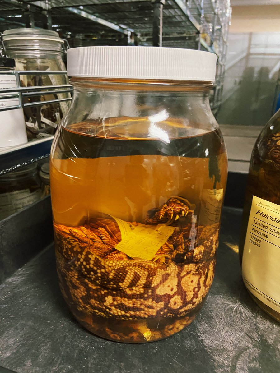 Shoutout to the <a href="/UNM_MSB/">Museum of Southwestern Biology</a> for putting together a mind-blowing collections tour for #Evol2023 attendees! Inspiration around every corner.