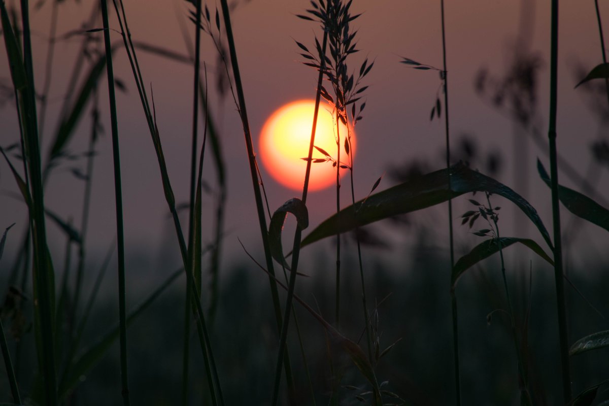 tweetpyg's tweet photo. On the Summer Solstice I go out and try to photograph the sunrise. Here's a shot from this morning, taken in rural south Suffolk. #SummerSolstice2023 #sunrise #photography #countryside #NaturePhotography https://t.co/DQpI2Tu7Ku