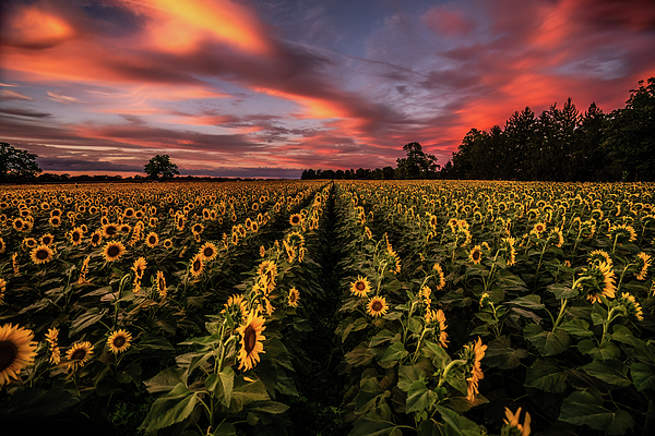 New artwork for sale! - "Sunflower Sunset" - fineartamerica.com/featured/1-sun… @fineartamerica