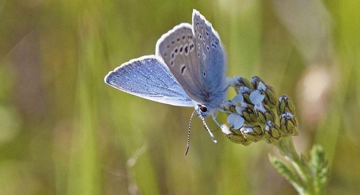 GGNRANPSAlerts's tweet photo. ๐ฆCelebrate National #PollinatorsWeek in support of pollinator health. ๐ฆMission Blue butterflies are native to SF & Bay Area & became one of the first insects added to the federal endangered species list in 1976. ๐ฆ#ESA50 https://t.co/pGwXU8jJmy
๐ทNPS/Jessica Weinberg McClosky https://t.co/46kzbjICM5
