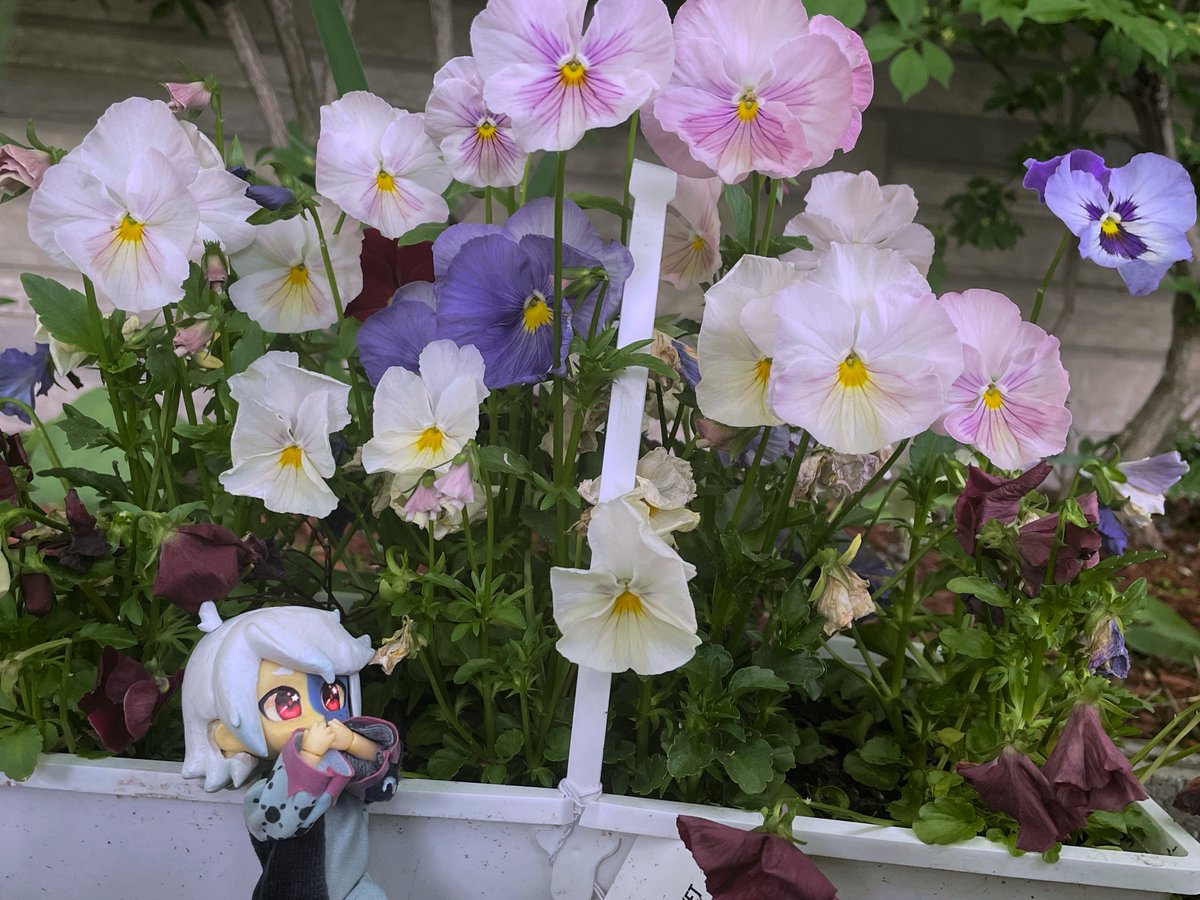 Silly had some fun in the garden today #theowlhousefanart #theowlhouse #thecollector #nendoroid