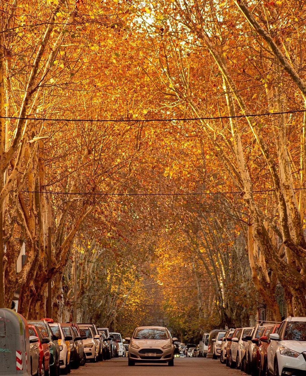 Se nos va el otoño… 🍁
📍Montevideo, Uruguay.