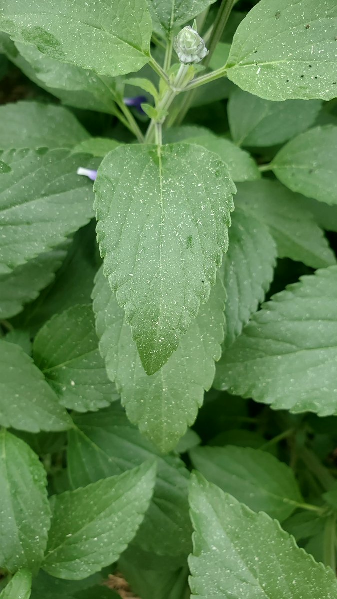 txplantclinic's tweet photo. #WhatWednesday (6/21/23). Forwarded by #txextension CEA Chelsea D. Mystery stuff on leaves of multiples plants. What are they? Learn more about this case on our instagram https://t.co/81Vw6gZFOu
-KO @txplantdr #extPLPM #dustmaybe #abiotic #nature #plantproblems #mysterystuff https://t.co/GNMY6pElra