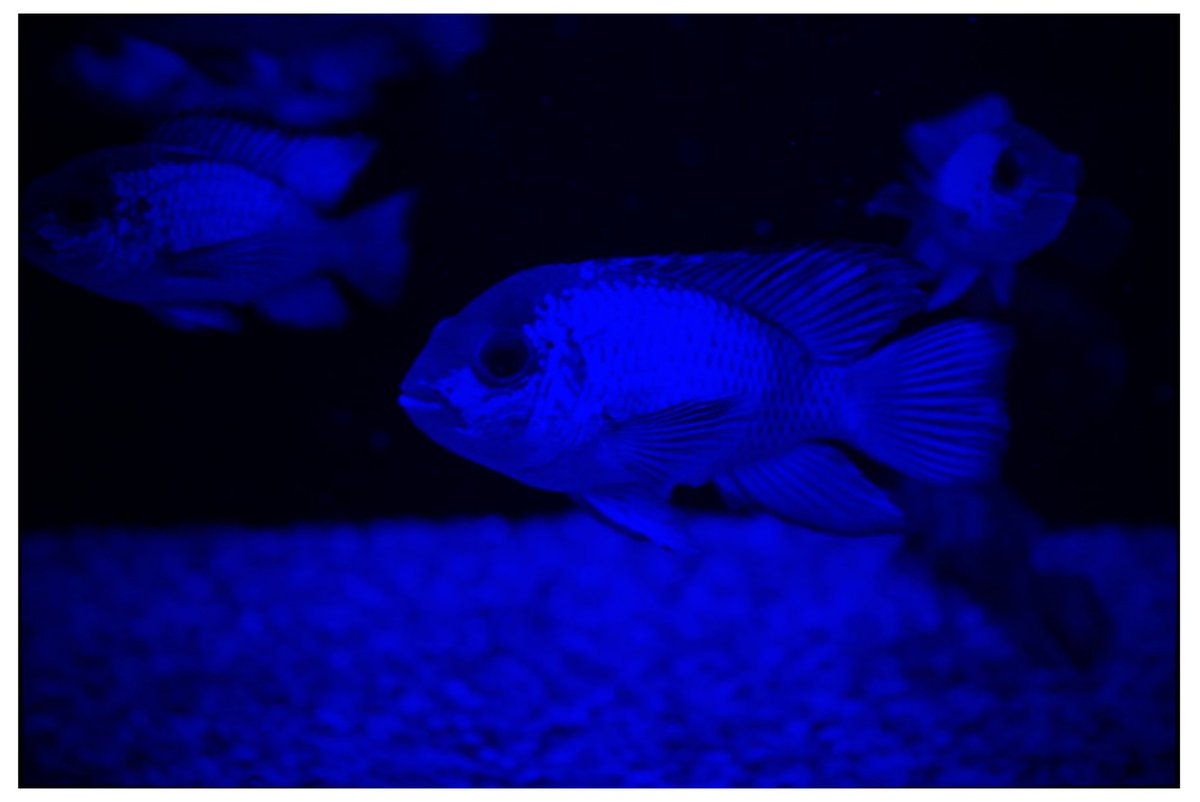 KeysightOptical's tweet photo. "Optical Design and Optimization with Genetic Algorithm for High-Resolution Optics Applied to Underwater Remote-Sensing" - proposing the development of a high-resolution underwater surveying camera
https://t.co/7iIH8IZYEz
#mdpiapplsci via @Applsci
#opticaldesign #codevfeatures https://t.co/UiLCveSWDX