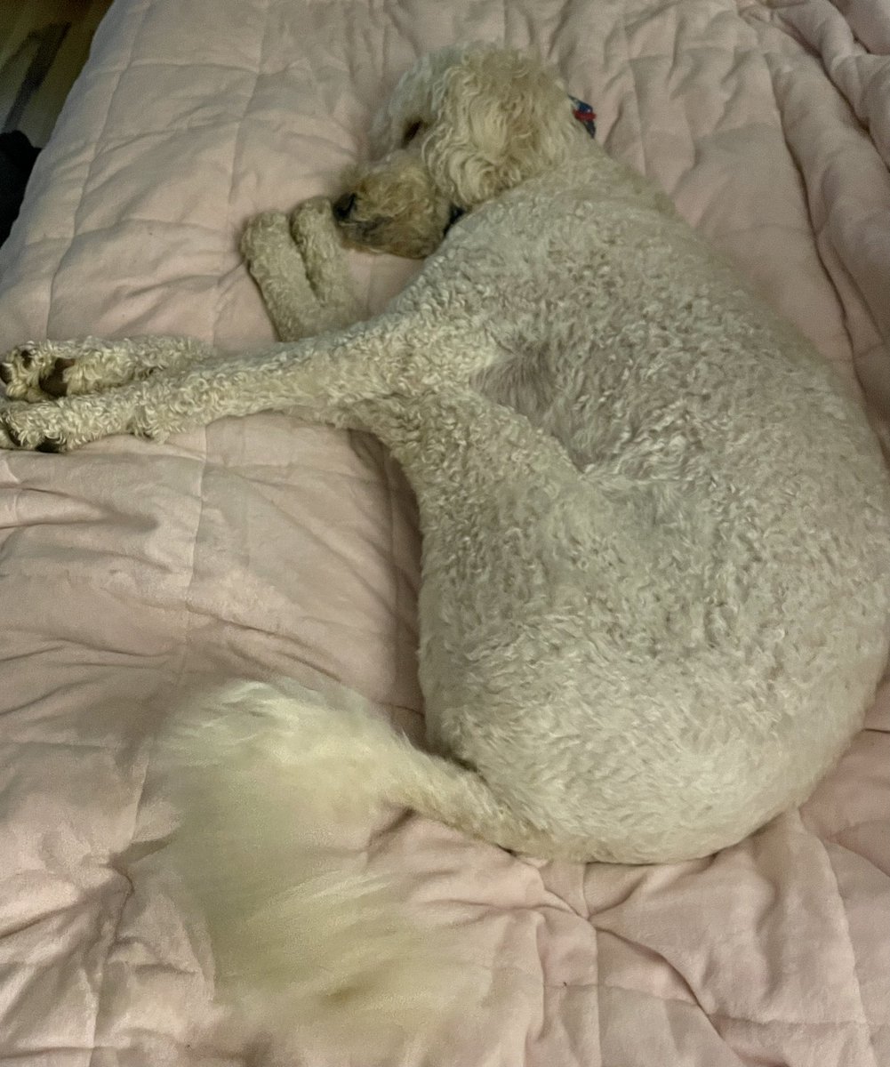 VioletScotClark's tweet photo. My faithful writing assistant. #DollytheDoodle #WritingCommunity #AmWriting #Goldendoodle #dogsofinstagram #waggingtail https://t.co/obw9tX8j01