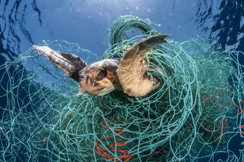 tyrathetaurus's tweet photo. fishing nets make up close to half of ocean pollution. so not only are we killing them, we’re polluting their home in the process.

the netting gets caught arounds their heads, fins, wings and flippers. they cause extreme suffering &amp; they’re nearly impossible to escape from. https://t.co/EftuU7KRnb